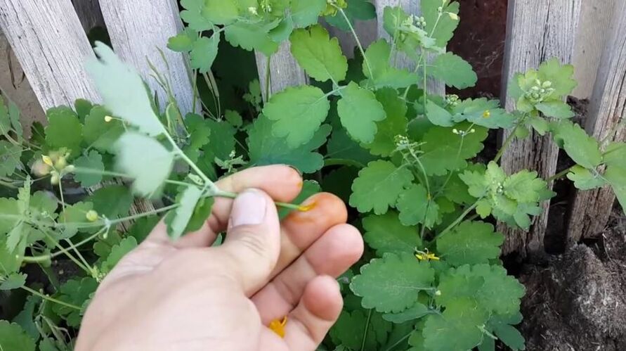 strutene garšaugu sula papilomu noņemšanai